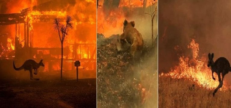 নিয়ন্ত্রণের বাইরে অস্ট্রেলিয়ার দাবানল, সর্বোচ্চ ক্ষতির মুখে নতুন রাজ্য !!