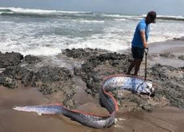 আবারো দেখা গেল সেই মাছ, এবার সুনামির আত’ঙ্ক পুরো জাপানে !!