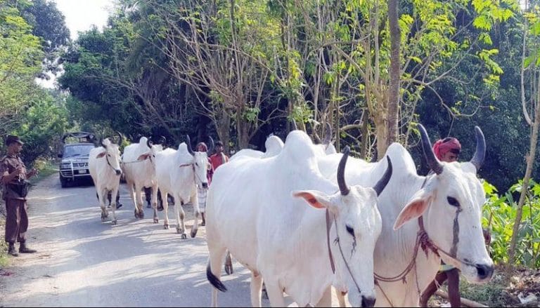 এবার ঈদে ভারত থেকে গরু আনবে না বাংলাদেশ !!