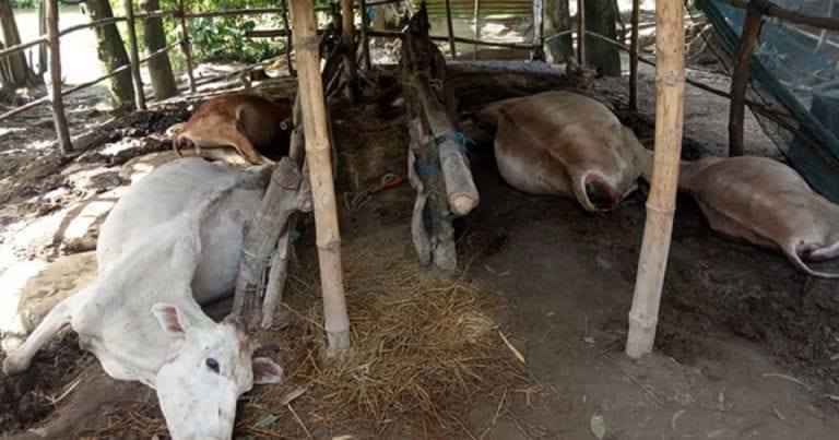 গোয়াল ঘরে বজ্রপাতে ৪ টি গরু মর্মান্তিকভাবে মারা গেছে!