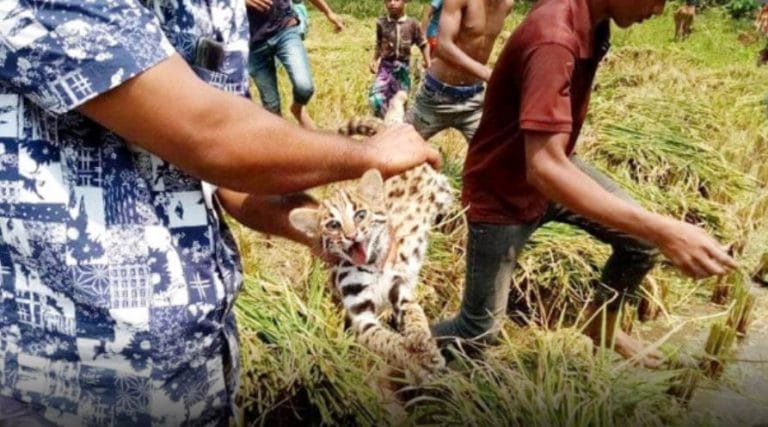 কুমিল্লায় ধান ক্ষেতে মিললো ‘চিতাবাঘের’ তিন শাবক !!