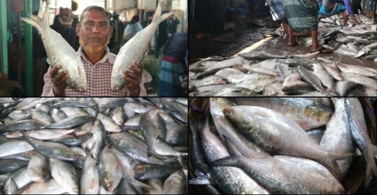 শীতেও ধরা পড়ছে ঝাঁকে ঝাঁকে ইলিশ – দামও হাতের নাগালে !!