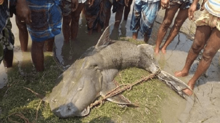 ১২০ কেজির বাঘাইড় উঠল জালে, যত টাকায় বিক্রি হলো মাছটি !!