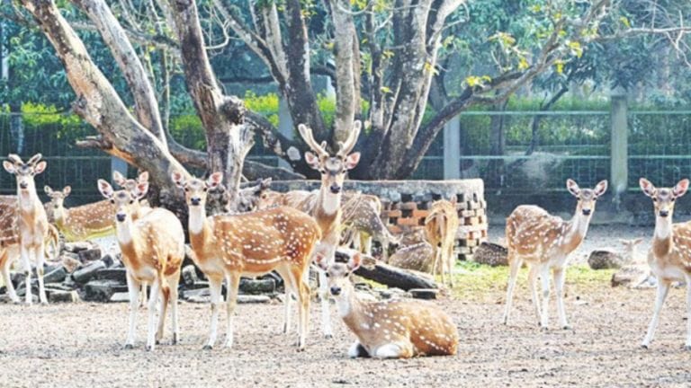 রাজশাহীতে চিড়িয়াখানায় কুকুর ঢুকে খেয়ে ফেলল ৪ হরিণ !!