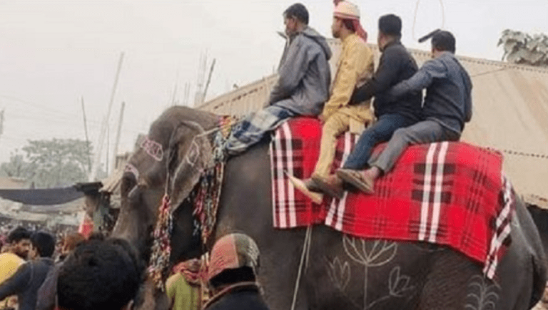 হাতির পিঠে চড়ে বিয়ে করতে এসে যে কারনে পালিয়ে গেলেন বর !!